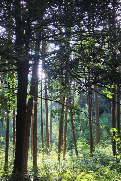 Fushimi inari forest