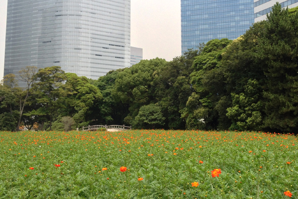 Flowers and skyscrapers in Hama Rikyu Gardens